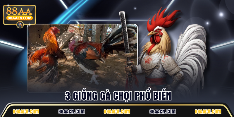 3 giống gà chọi phổ biến