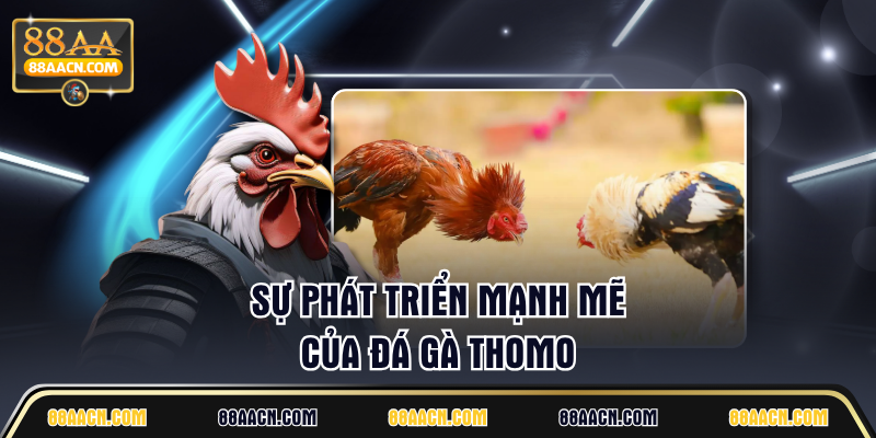 Sự phát triển mạnh mẽ của đá gà Thomo