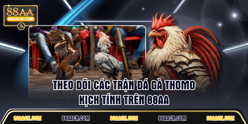 Theo dõi các trận đá gà Thomo kịch tính trên 88AA