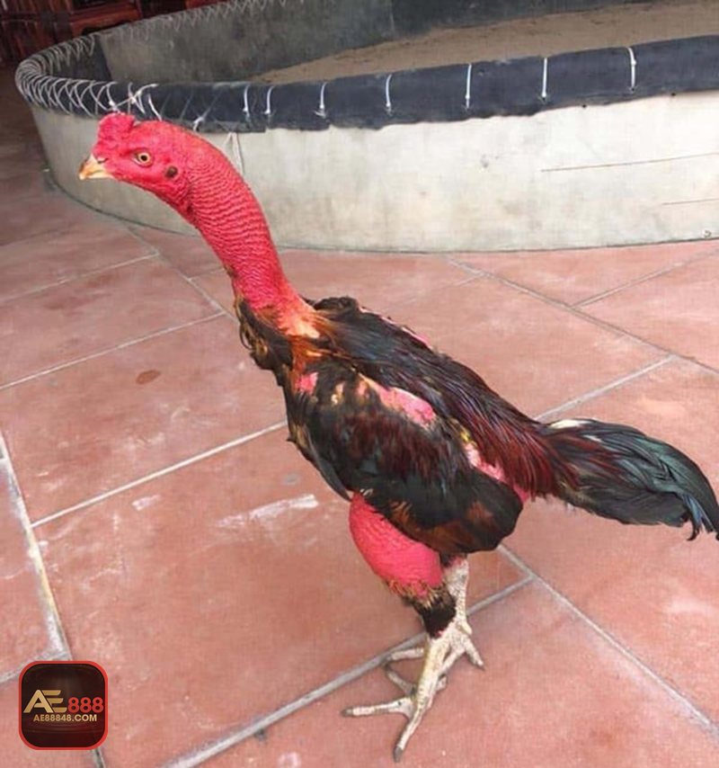 Đá gà tre - Nhịp đấu nhanh, dễ theo dõi và ít nhàm chán Đá gà tre - Nhịp đấu nhanh, dễ theo dõi và ít nhàm chán