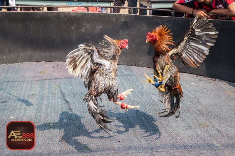 Đá gà đòn - Lối đánh thiên về đòn thế và bản lĩnh Đá gà đòn - Lối đánh thiên về đòn thế và bản lĩnh